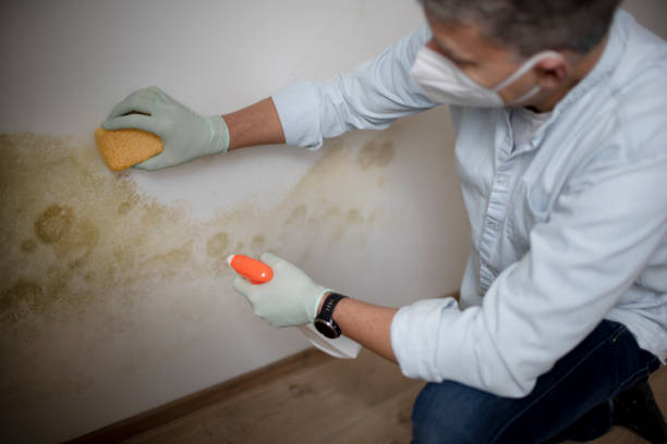 Biohazard Mold Removal in Henderson, TX